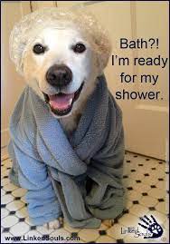 I Dressed Up My Lab Like This When I Was In 5th Grade For A Contest Love It Dog Friends Baby Dogs Animals