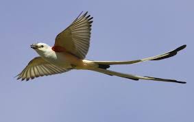 Black Bird With Long Tail Feathers In Texas Birds Scissor Tailed Flycatcher Flycatcher State Birds Bird