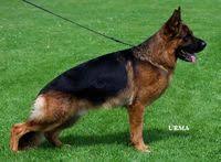 Chien Chiot Dans Le Nord Pas De Calais Annonces De Chiens Et Chiots