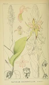 Image result for Satyrium macrophyllum