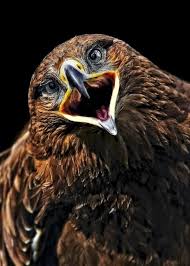 Small Bird With Big Mouth Pin On My Birds