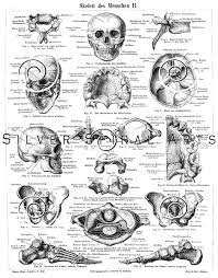 Design your everyday with vintage anatomy art prints you will love. All Vintage Black And White Illustrations Silverspiralarts