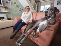 What follows is pure comedy gold as the giant dog tries to get comfortable and cuddle at the same time. Massive 7ft 6in Great Dane In Uk Declared World S Largest Dog Trending News The Indian Express