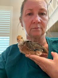 Everything Backyard Chicken!