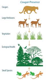 Cougar Biology Behavior Western Wildlife Outreach