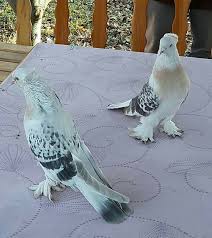 Blt Blt Adli Kullanicinin Guvercin Pidgeon Panosundaki Pin Evcil Hayvanlar Hayvanlar Guzel Kuslar