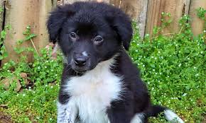 Dedicated to helping border collies in need. These Nashville Based Puppies Are Up For Adoption And In Need Of A