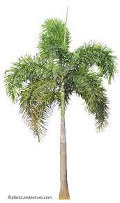 Foxtail Plam Visit For Transparent Png Version Plants Plant Pictures Palm Tree Art