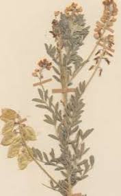 Image result for Lessertia pauciflora
