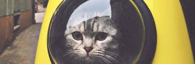 Best cat backpack carrier reviews. 5 Best Cat Backpack Carriers 2021 Bubble Backpacks Reviews Guide