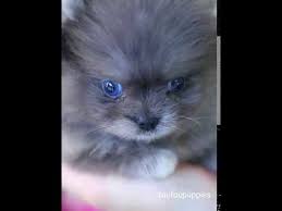 Any dog breed affenpinscher afghan hound africanis airedale terrier akbash akita alapaha blue blood bulldog alaskan klee kai alaskan malamute american bandogge mastiff american bulldog american bully. Wow Factor Blue Merle Teacup Pomeranian With Blue Eyes Meet Skylar Youtube