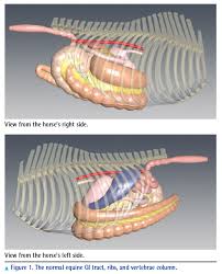 The various causes of bowel pain have also been discussed under duodenal pain and colon. Making Sense Of Large Colon Displacements In Horses Vetfolio
