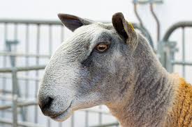 The blue faced leicester is famed as the father of the mule; Bluefaced Leicester Sheep