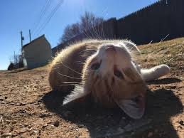 Good quality canned foods include weruva, fussie cat and dave's. What S A Good Food Brand For Cats I Ve Been Thinking Of Getting Him Better Food Cats