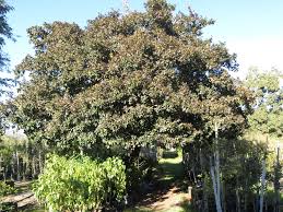 Image result for Combretum kraussii