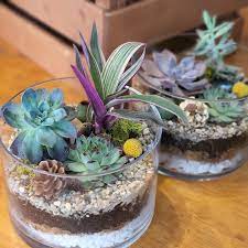 Succulent Garden Bowl Terrarium