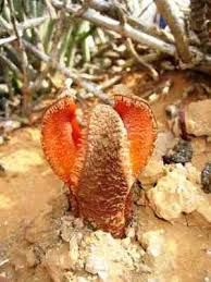 Image result for Hydnoraceae