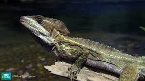 We did not find results for: The Lizard That Walks On Air On Water Discover Magazine