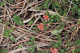 Image result for Indigofera astragalina-hirsuta