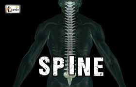 Spine Or Vertebral Column Spine Bones Joints Human Spine Anatomy 3d Animation Elearnin Human Spine Human Anatomy And Physiology Bone And Joint