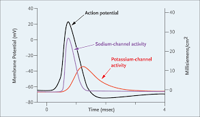 Image result for Sodium Channel Blocker