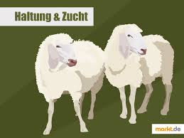 Schafe Tipps Fur Tierhaltung Und Schafzucht In 2020 Schafe Tiere Kleine Tiere