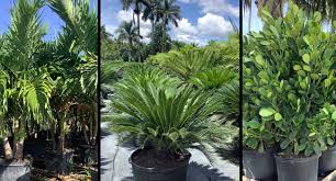 What more could you ask for? Palm Trees Palm Beach East Coast Nursery Plants Mulch In Palm Beach County