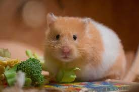 Saiba o que hamster pode comer | Blog da Cobasi