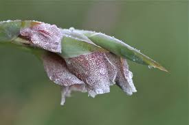 Image result for Gladiolus ecklonii