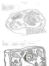 The interior of the cell is made of a fluid called cytoplasm. Animal Cell Coloring