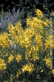 Image result for Spartium