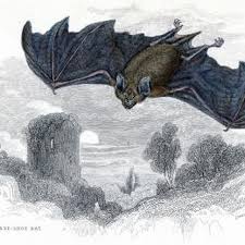Check spelling or type a new query. How To Get Rid Of Bats Roosting In Eaves Hunker Getting Rid Of Bats Bat Antique Prints