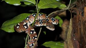 Image result for Burmannia madagascariensis