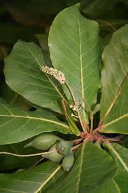 Image result for Terminalia boivinii