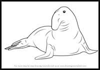 The only species in the odobenidae family. How To Draw Cartoon Seals Sea Lions Realistic Seals Sea Lions Drawing Tutorials Drawing How To Draw Seals Sea Lions Drawing Lessons Step By Step