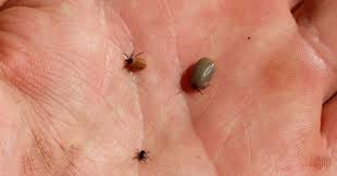 Chto Delat Esli Ukusil Klesh Lechit Kliniki Di Centr