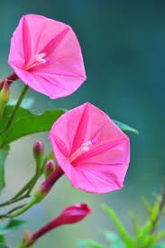 Image result for Ipomoea welwitschii