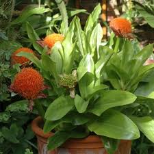 Image result for Scadoxus puniceus