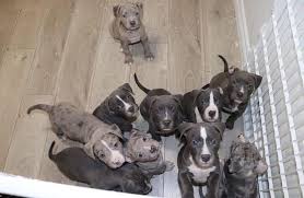 Pit bull puppies are born innocent like every other dog on earth. Pit Bull Puppies For Sale Home Facebook