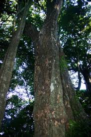 Image result for Strombosia