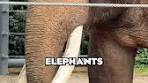 The Wild Side of Amsterdam – ARTIS Zoo Adventure #Shorts - YouTube