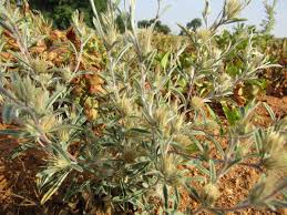 Image result for Dicoma