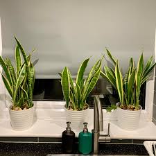 Check spelling or type a new query. Dracaena Trifasciata Also Known As Snake Plants Using As My Kitchen Window Display Indoorgarden