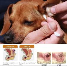 Image result for scabies dog ear