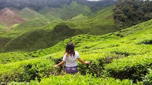 Bolivia cameron highlands house 2 great places vineyard river explore tea landscape. Cameron Highlands Fields Of Teas And Strawberries Tara Lets Anywhere