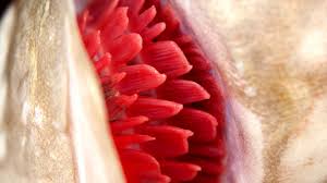 Why Does My Fish Have Red Gills Youtube