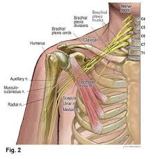 Pec Minor A Muscle That Is Not Given Much Attention But Plays A Significant Role Correcting Posture Medical Massage Massage Therapy Muscle Anatomy