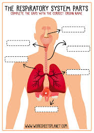 Diagram of backbone / spinal cord injury. Respiratory System For Kids Diagram Theory Vocabulary