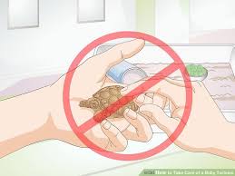 How To Take Care Of A Baby Tortoise 13 Steps With Pictures