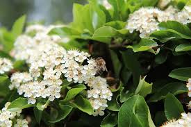 Fiori e profumi per tutte le stagioni. Piracanta Pyracantha Consigli Coltivazione E Cura